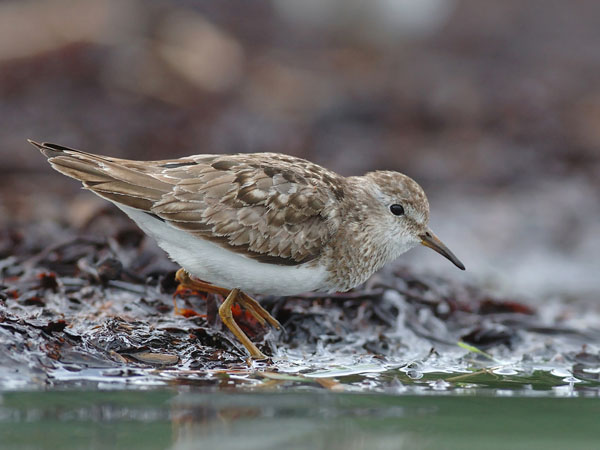 Lapinsirri, Temminck's Stint, Calidris temminckii
